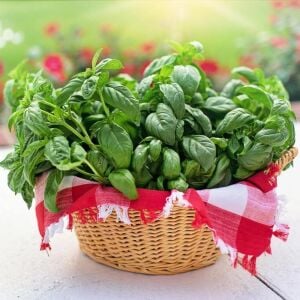 Geleneksel ceneviz fesleğeni tohumu sweet Genovese basil