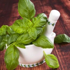 Geleneksel ceneviz fesleğeni tohumu sweet Genovese basil