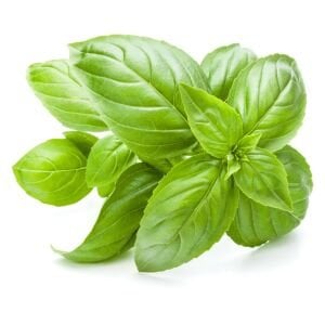 Geleneksel ceneviz fesleğeni tohumu sweet Genovese basil