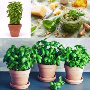 Geleneksel ceneviz fesleğeni tohumu sweet Genovese basil