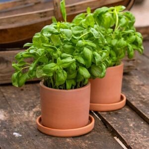 Geleneksel ceneviz fesleğeni tohumu sweet Genovese basil