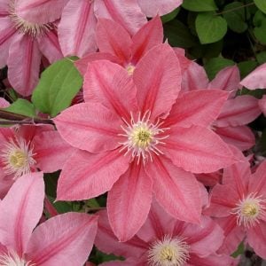 Little Mermaid clematis fidanı orman asması sarmaşık
