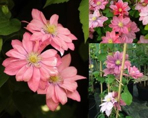 Little Mermaid clematis fidanı orman asması sarmaşık