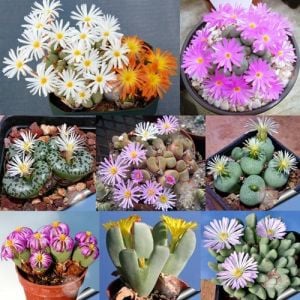Conophytum çiçekli sukulent tohumu karışımı