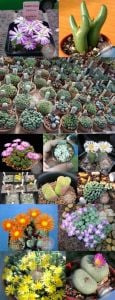 Conophytum çiçekli sukulent tohumu karışımı