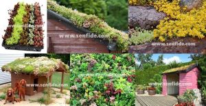 Sedum fidesi mix damkoruğu kayabahçesi karışımı 3 adet XXL fide