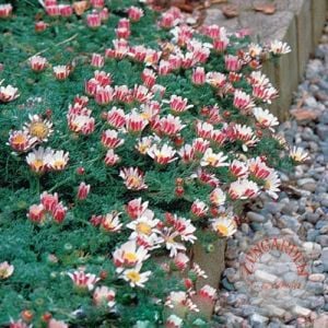 Atlas papatyası tohumu atlas daisy yerörtücü