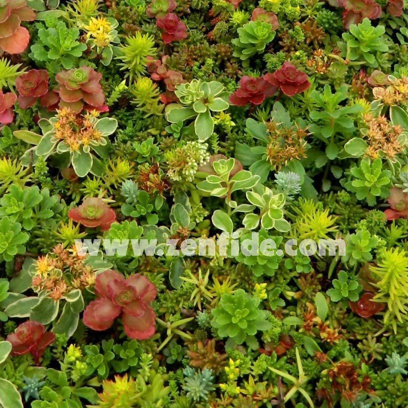 Sedum fidesi mix damkoruğu kayabahçesi karışımı 3 adet XXL fide