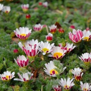 Atlas papatyası tohumu atlas daisy yerörtücü