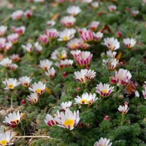 Atlas papatyası tohumu atlas daisy yerörtücü