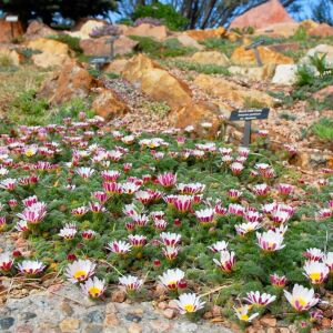 Atlas papatyası tohumu atlas daisy yerörtücü