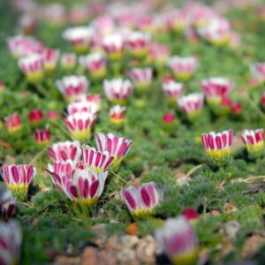 Atlas papatyası tohumu atlas daisy yerörtücü