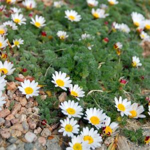 Atlas papatyası tohumu atlas daisy yerörtücü
