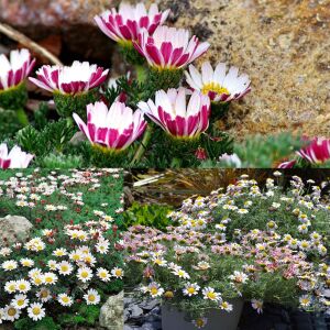 Atlas papatyası tohumu atlas daisy yerörtücü