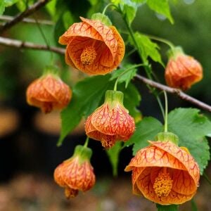 Turuncu abutilon fidanı ağaç küpesi orange red vein