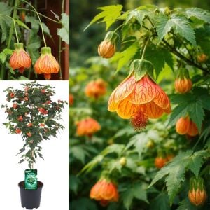 Turuncu abutilon fidanı ağaç küpesi orange red vein