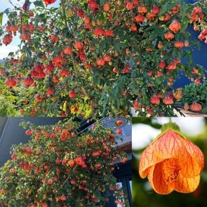 Turuncu abutilon fidanı ağaç küpesi orange red vein