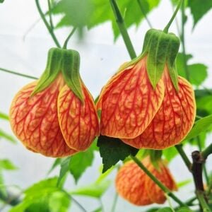 Turuncu abutilon fidanı ağaç küpesi orange red vein