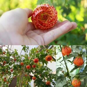 Turuncu abutilon fidanı ağaç küpesi orange red vein
