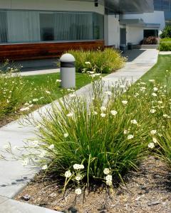 Dietes bicolor çiçeği saksıda afrika süseni
