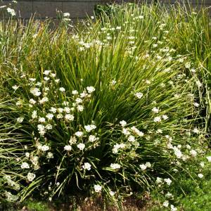 Dietes bicolor çiçeği saksıda afrika süseni