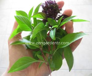 Tarçınlı fesleğen tohumu geleneksel cinnamon basil