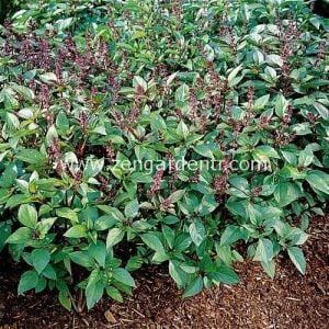 Tarçınlı fesleğen tohumu geleneksel cinnamon basil