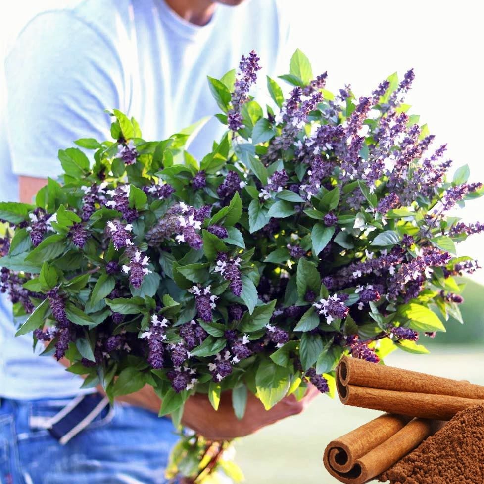Tarçınlı fesleğen tohumu geleneksel cinnamon basil