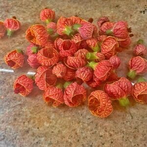 Turuncu abutilon fidanı ağaç küpesi orange red vein