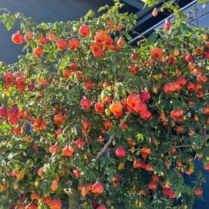Turuncu abutilon fidanı ağaç küpesi orange red vein