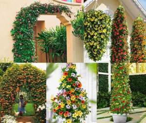 Karagözlü suzan sarmaşığı fidesi thunbergia alata yellow 1 fide