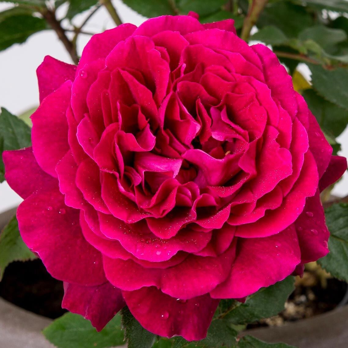 Bellevue Çay gülü fidanı aşılı 4+ yaş Kordes ithal