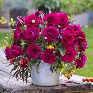 Bellevue Çay gülü fidanı aşılı 4+ yaş Kordes ithal