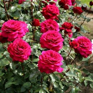 Bellevue Çay gülü fidanı aşılı 4+ yaş Kordes ithal