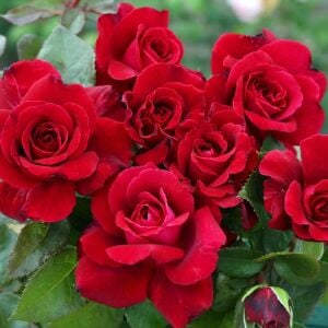 Bellevue Çay gülü fidanı aşılı 4+ yaş Kordes ithal