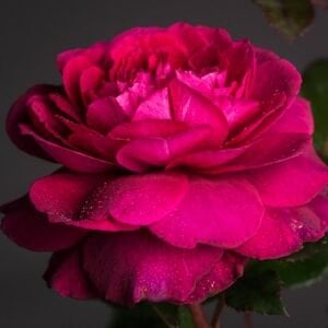 Bellevue Çay gülü fidanı aşılı 4+ yaş Kordes ithal