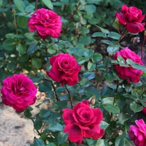 Bellevue Çay gülü fidanı aşılı 4+ yaş Kordes ithal