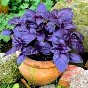 Kırmızı fesleğen red rubin basil tohumu ödüllü