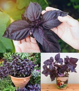 Kırmızı fesleğen red rubin basil tohumu ödüllü