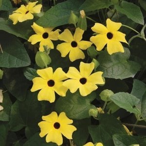 Karagözlü suzan sarmaşığı fidesi thunbergia alata yellow 1 fide