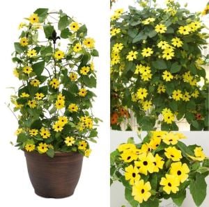Karagözlü suzan sarmaşığı fidesi thunbergia alata yellow 1 fide