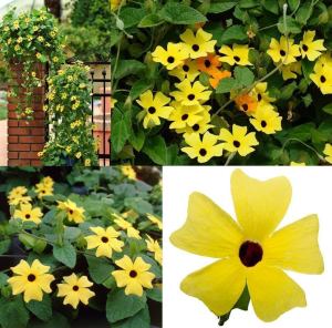 Karagözlü suzan sarmaşığı fidesi thunbergia alata yellow 1 fide