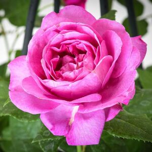 Carmen Würth Çay gülü fidanı aşılı 4+ yaş Kordes ithal