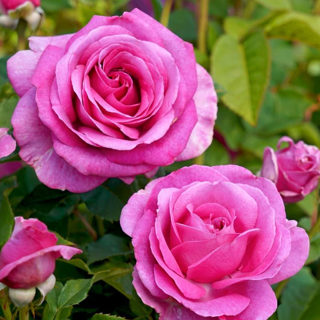 Carmen Würth Çay gülü fidanı aşılı 4+ yaş Kordes ithal