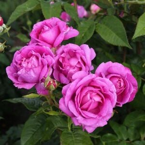 Carmen Würth Çay gülü fidanı aşılı 4+ yaş Kordes ithal