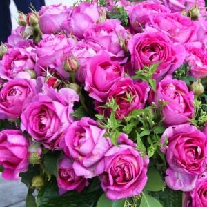 Carmen Würth Çay gülü fidanı aşılı 4+ yaş Kordes ithal