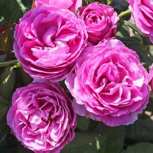 Carmen Würth Çay gülü fidanı aşılı 4+ yaş Kordes ithal