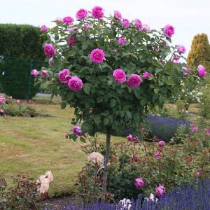 Carmen Würth Çay gülü fidanı aşılı 4+ yaş Kordes ithal