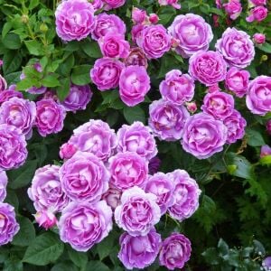 Carmen Würth Çay gülü fidanı aşılı 4+ yaş Kordes ithal