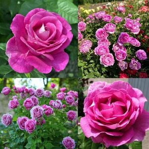 Carmen Würth Çay gülü fidanı aşılı 4+ yaş Kordes ithal